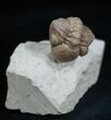 Arched Kainops Trilobite - Oklahoma #1880-1